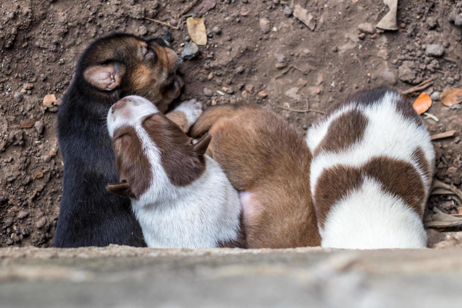 le chiot dort par terre sous une plate-forme en béton. photo