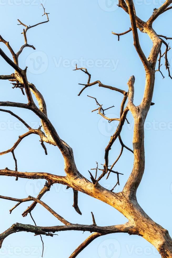 gros plan de branches sèches mortes. photo