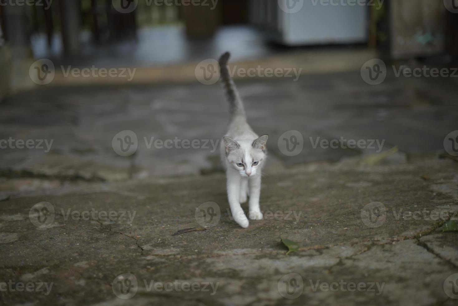 chaton blanc marchant sur du béton photo