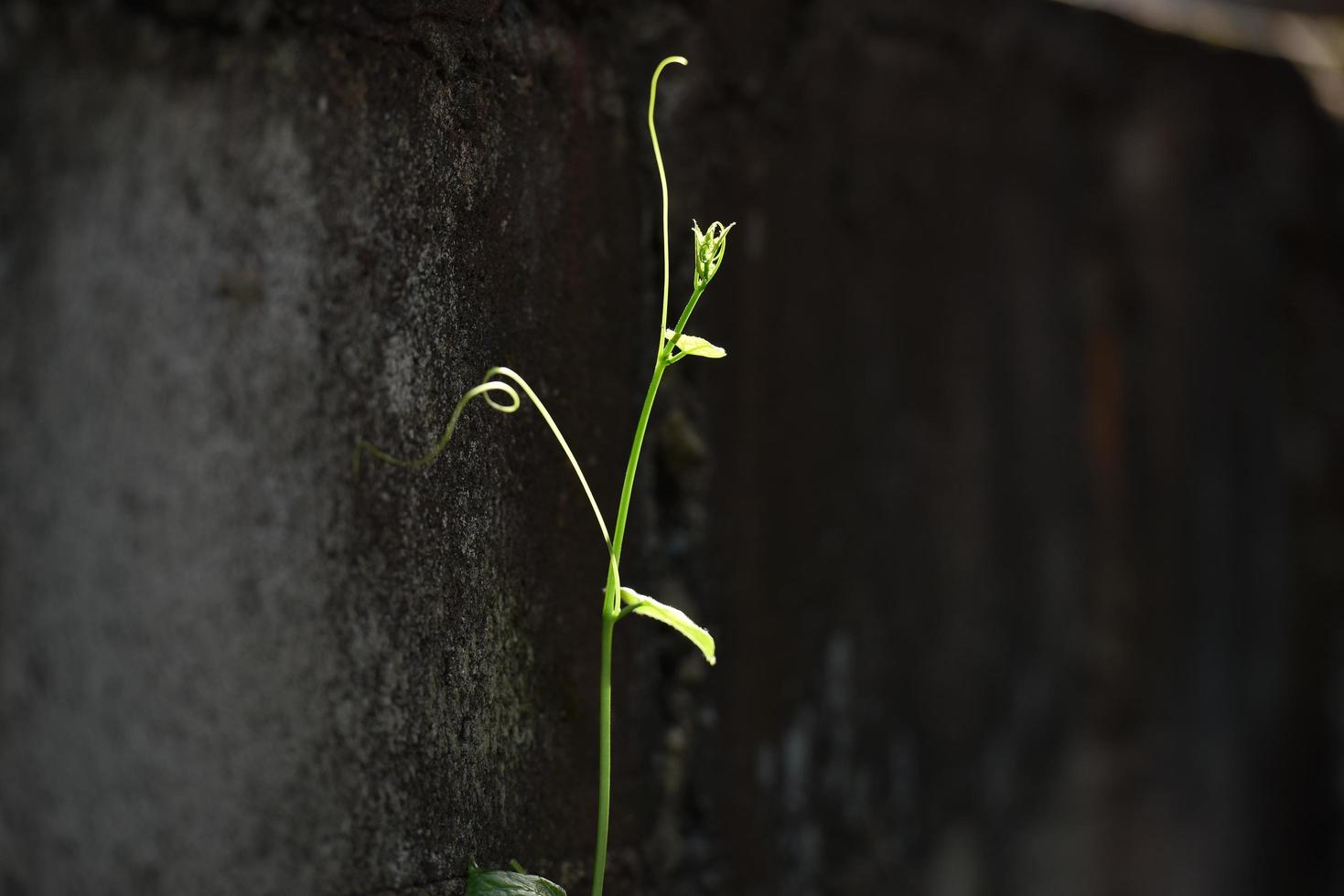 lvy gourd, coccinia sur le mur de ciment de fond. photo