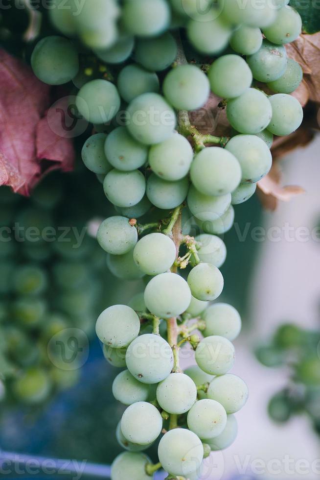 raisins d'un vignoble photo