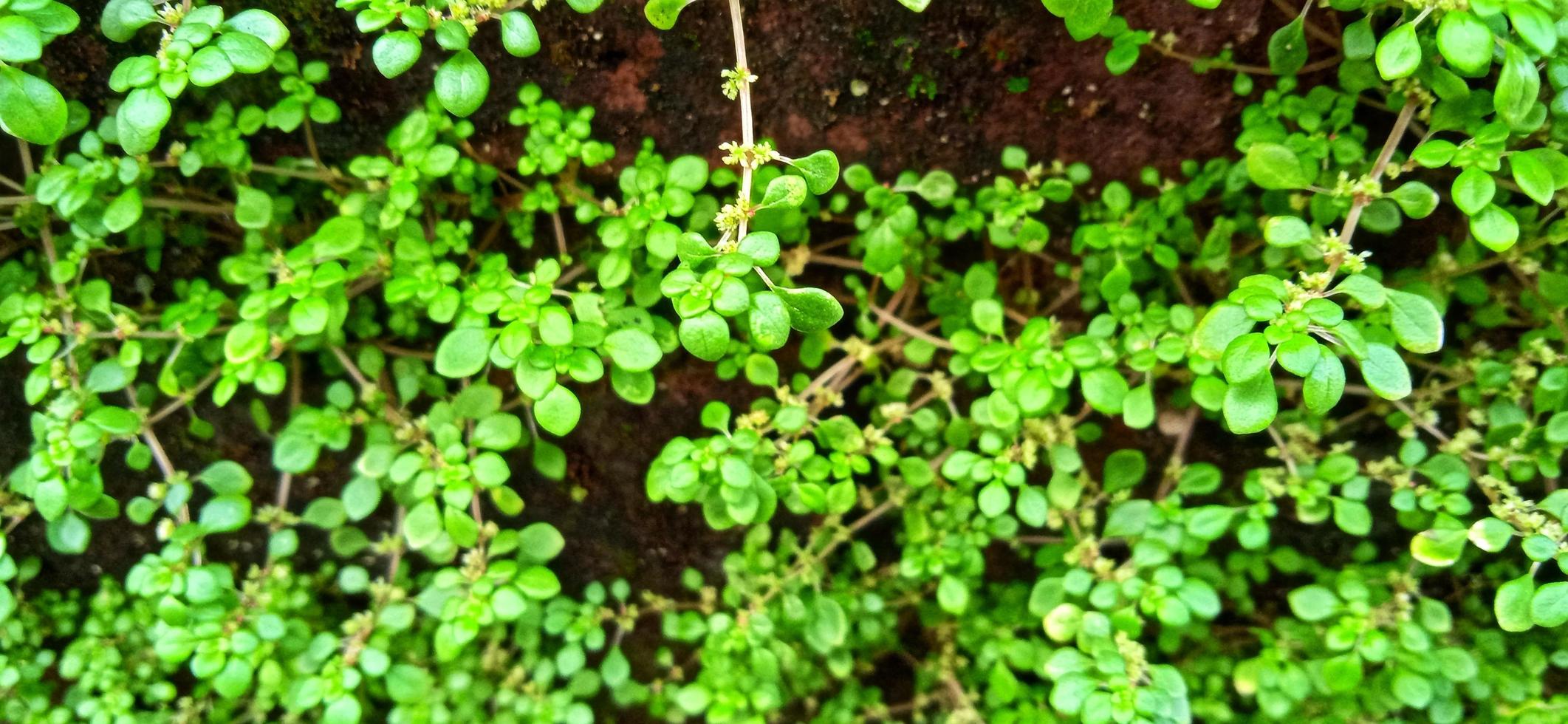 plante pilea microphylla. p. microphylla connue sous le nom de angeloweed, plante d'artillerie, plante de poudre de joie ou brilhantina. plante annuelle originaire de floride, mexique, antilles, amérique centrale et méridionale tropicale photo