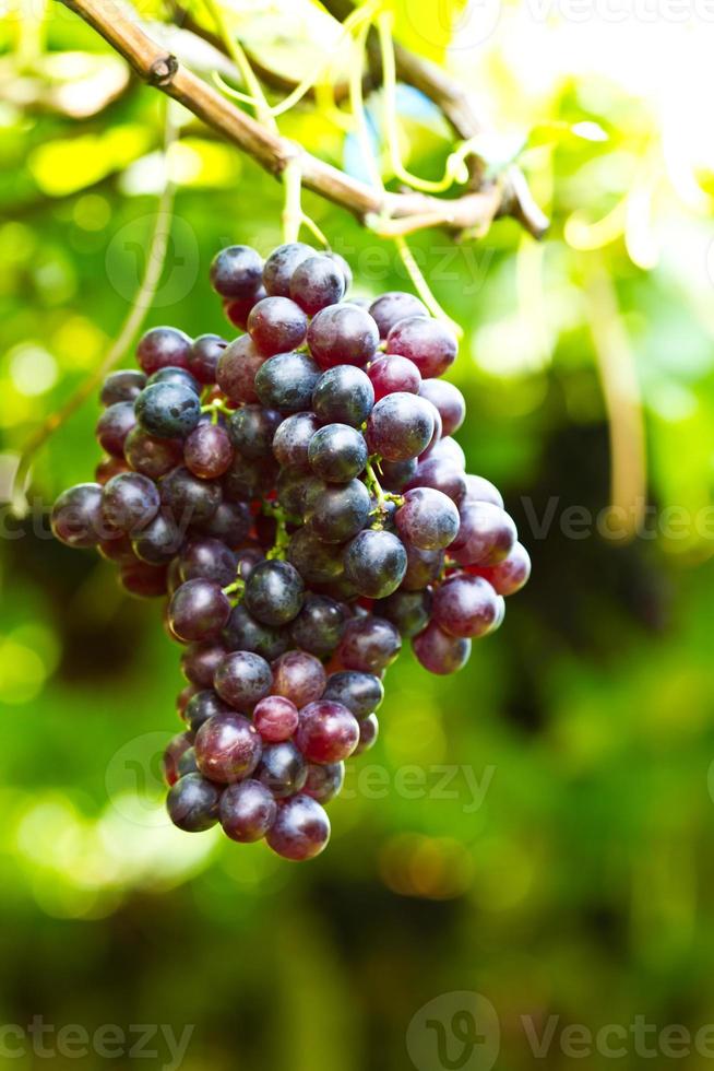 les raisins photo