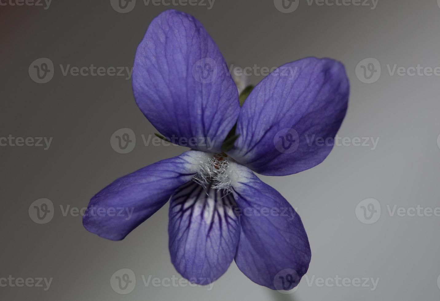 Floraison violette fleur gros plan viola riviviana famille violaceae  botanique haute qualité grande taille imprime fond moderne 7707877 Banque  de photos