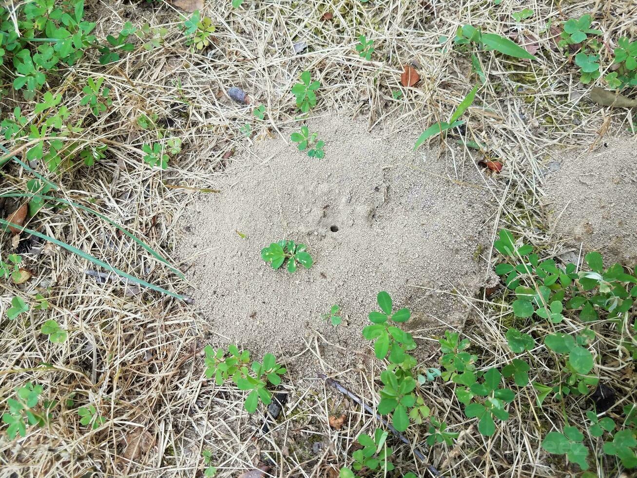 fourmilière de terre ou monticule et herbe photo