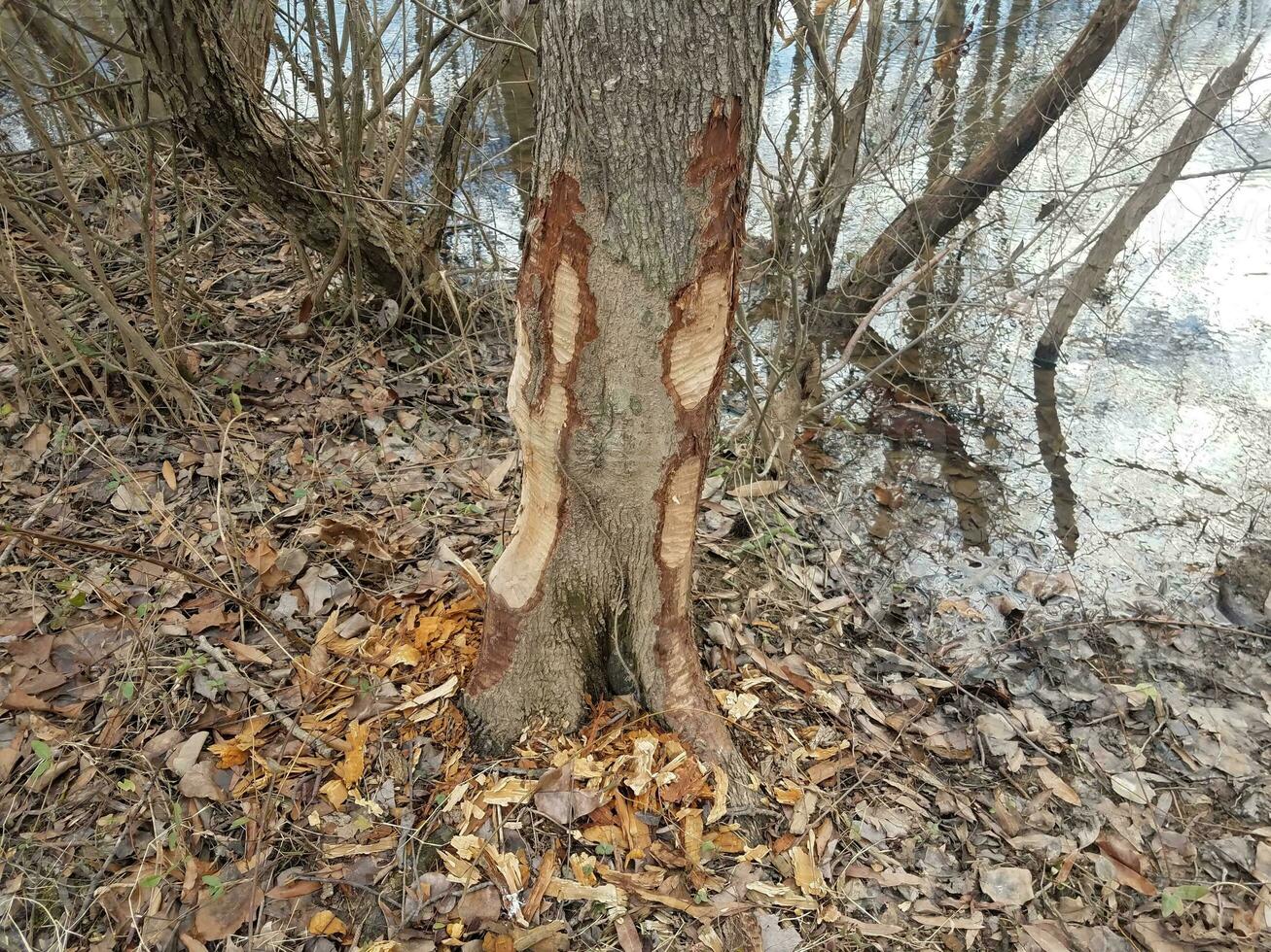 marques de morsure de castor sur le tronc d'arbre et l'eau et les arbres dans la forêt dans la zone humide photo