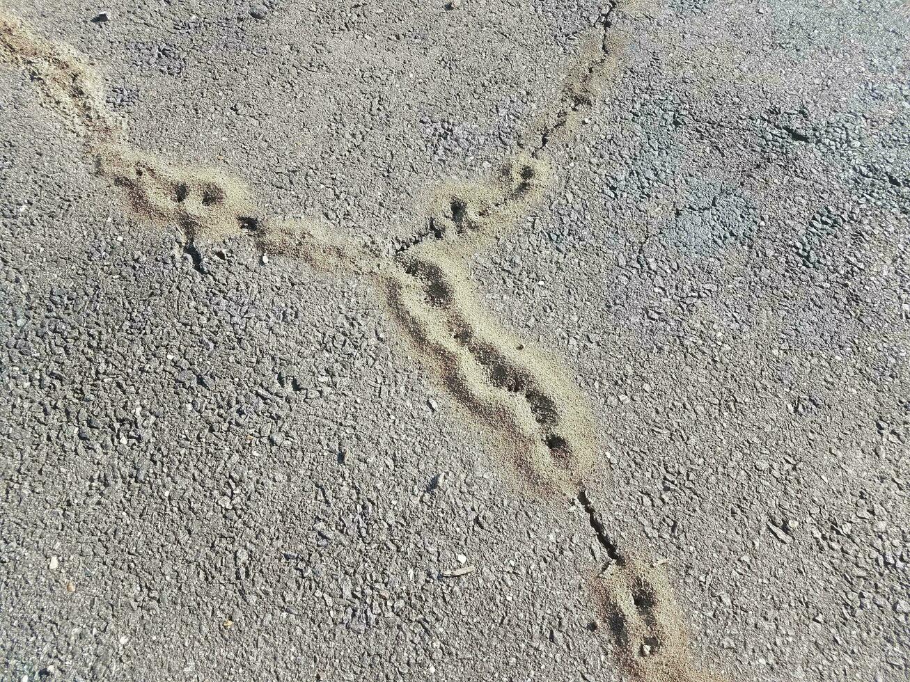 fourmilières dans les fissures de l'asphalte photo