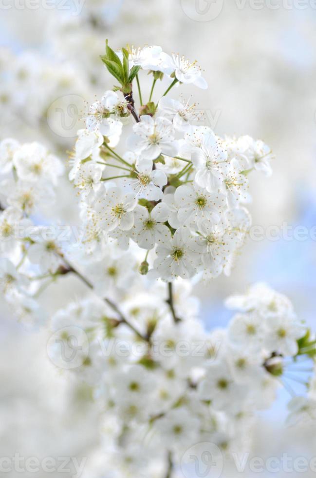 belles fleurs délicates de cerisier photo