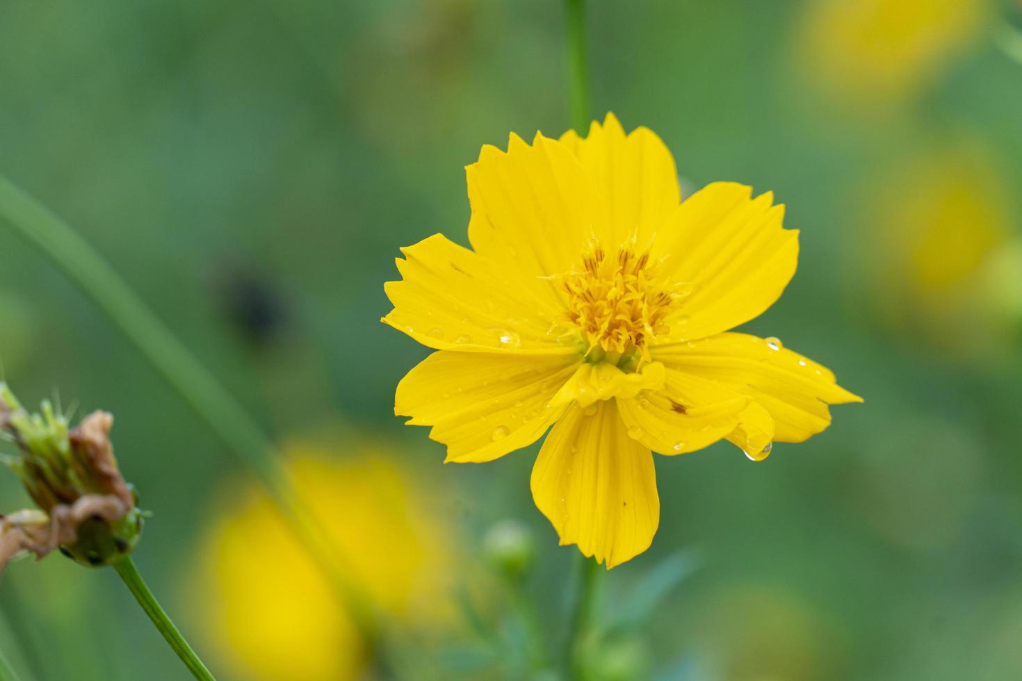 couleur jaune fleur de cosmos. les étamines fleurissent dans le champ de fleurs. arrière-plan flou de feuilles vertes dans le jardin. photo