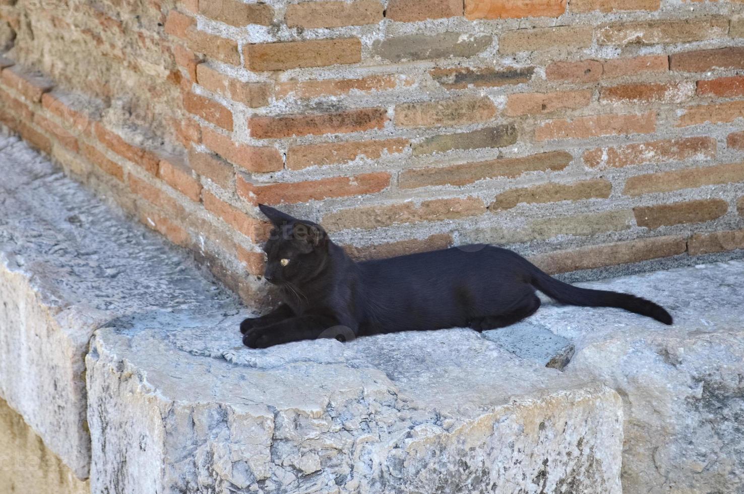 chat tigré noir photo