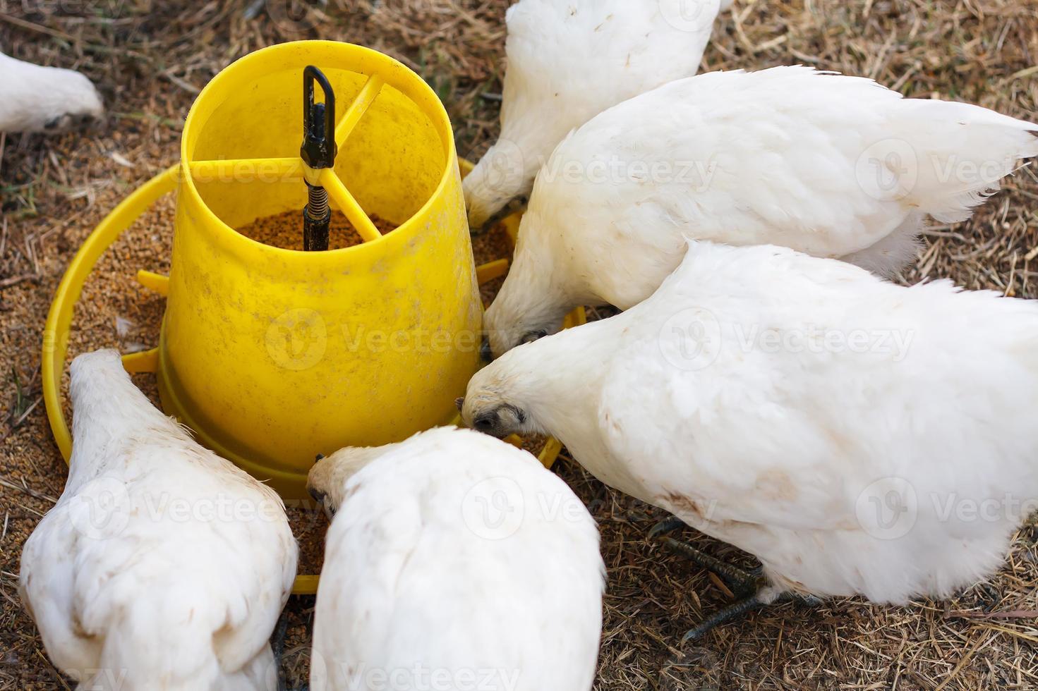 poulets gros plan photo