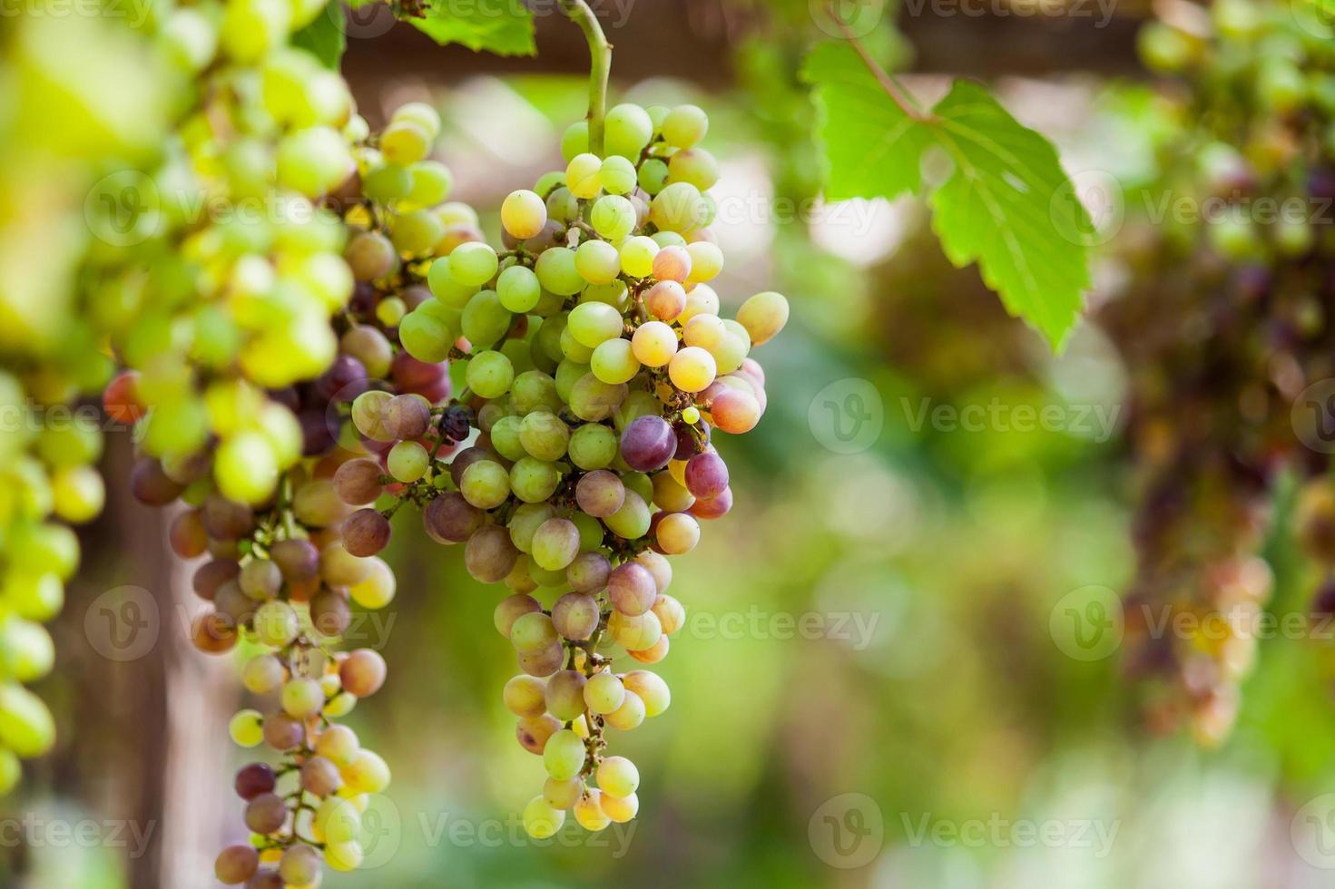 grappes de raisins rouges suspendus à la vigne photo