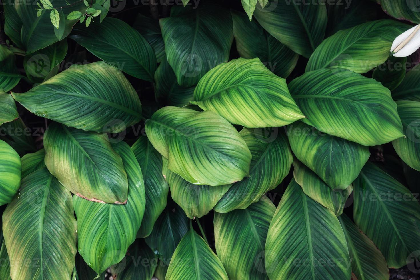 plante de lys de paix vert profond avec pétale, plante d'intérieur monocotylédone rougeoyante dans le jardin formel photo