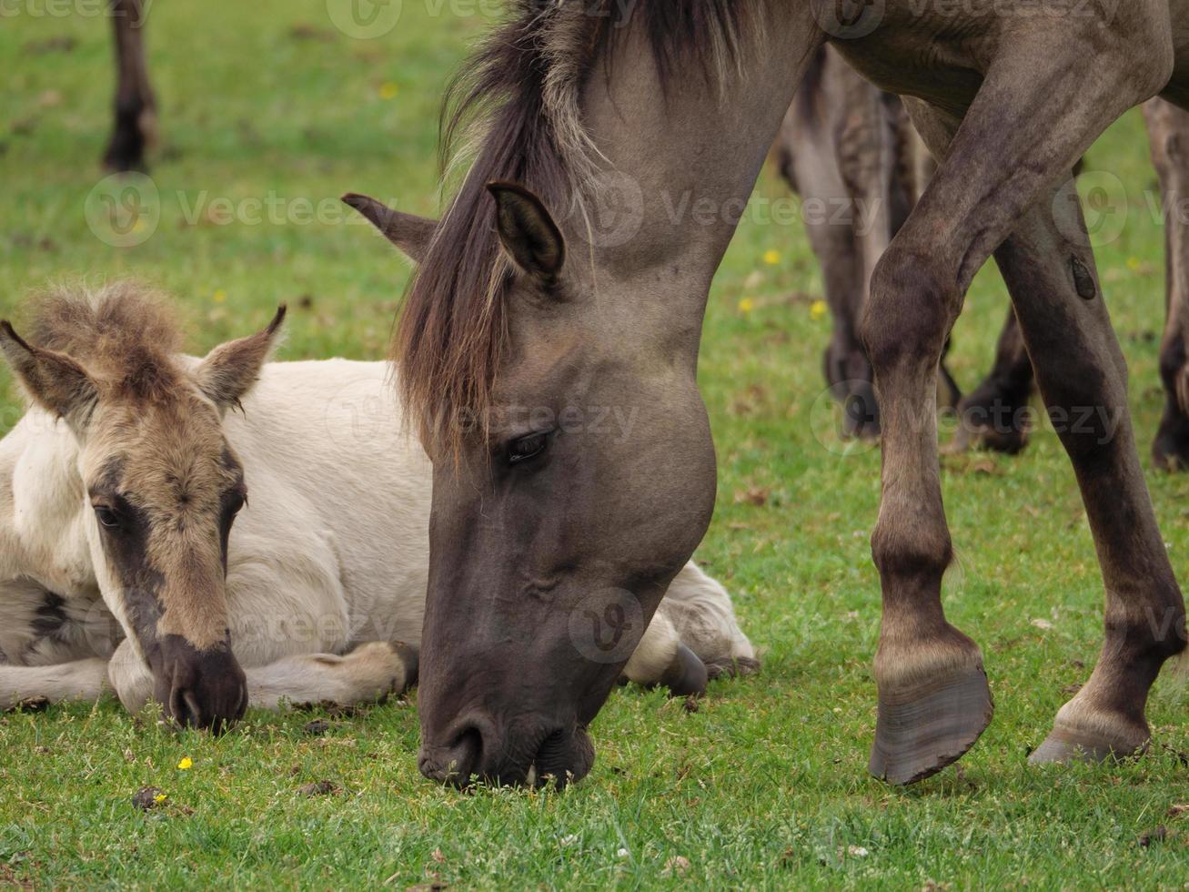 beaucoup de chevaux sauvages en allemagne photo