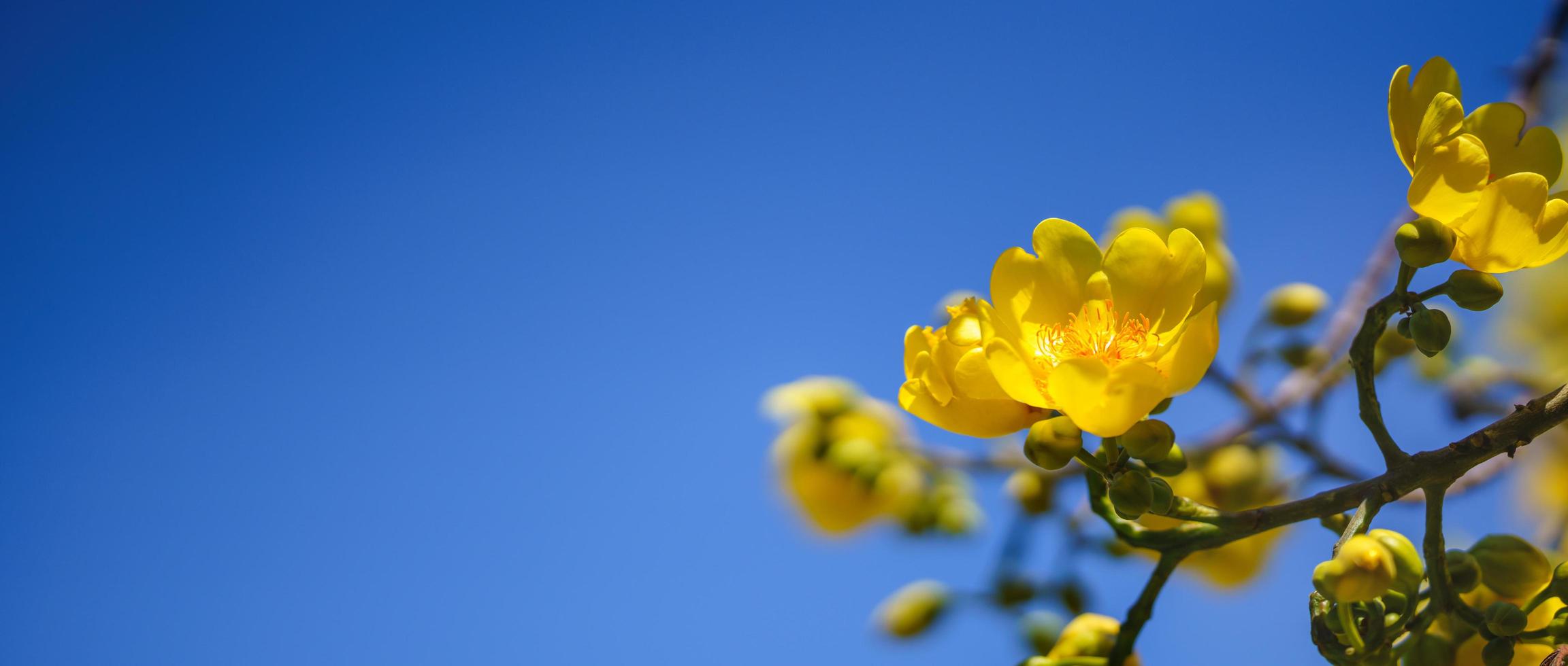 gros plan de la nature fleur jaune sur fond de ciel bleu sous la lumière du soleil avec bokeh et espace de copie en utilisant comme arrière-plan paysage de plantes naturelles, concept de page de garde écologique. photo