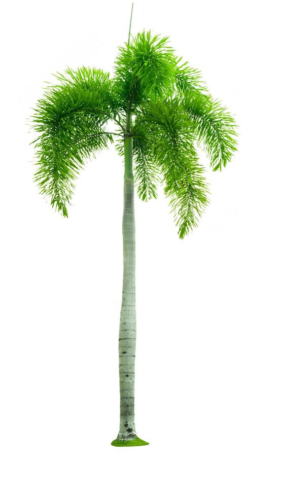palmier de manille, palmier de noël veitchia merrillii becc. il moore isolé sur fond blanc. utilisé pour la publicité de l'architecture décorative. concept d'été et de plage. photo