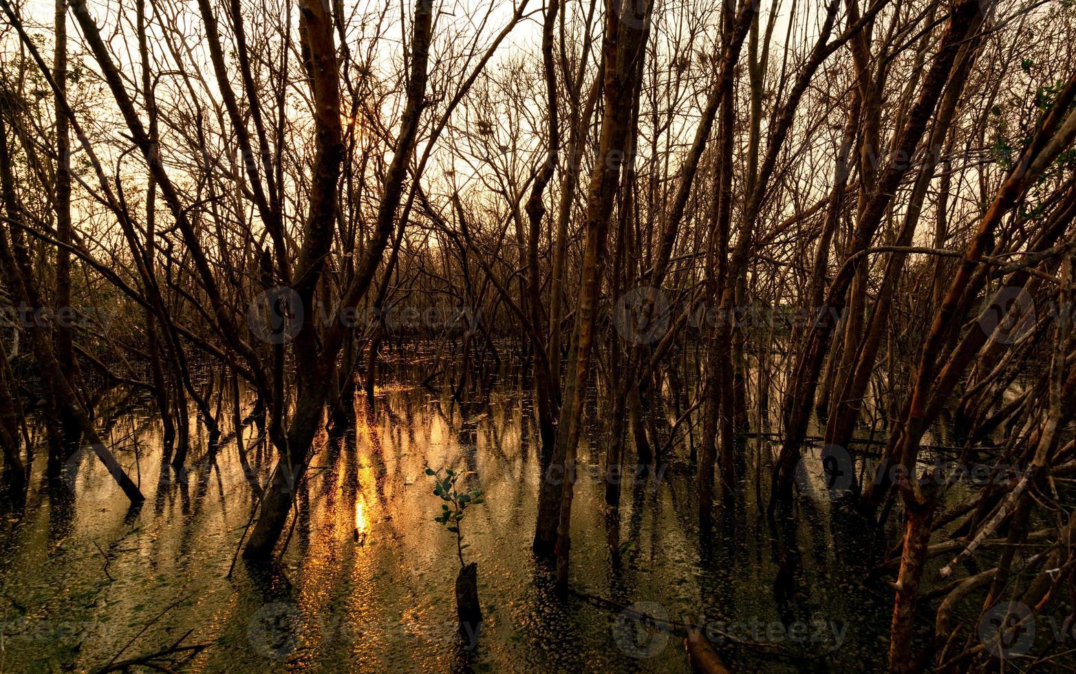 arbre sans feuilles avec la lumière du soleil. arbre mort dans la forêt de mangrove dégradée. crise environnementale due au changement climatique, à la pollution, à la sédimentation. dégradation et destruction de la forêt de mangrove. crise côtière. photo