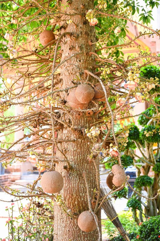fruit de boulet de canon sur l'arbre de boulet de canon avec fleur, shorea robusta dipterocarpaceae - sal, shal, sakhuwan, arbre sal, sal de l'inde, religiosa photo