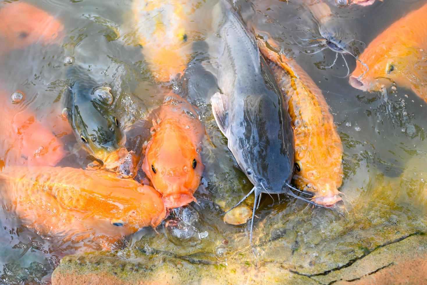 carpe poisson tilapia et poisson-chat mangeant de la nourriture sur les étangs de surface de l'eau sur les étangs de surface de l'eau, ferme piscicole flottant pour respirer sur l'eau supérieure dans le lac près de la rivière asiatique photo
