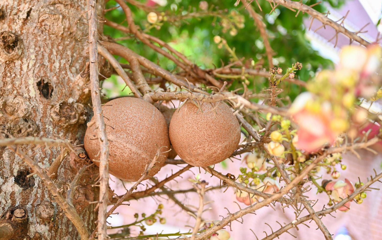 fruit de boulet de canon sur l'arbre de boulet de canon avec fleur, shorea robusta dipterocarpaceae - sal, shal, sakhuwan, arbre sal, sal de l'inde, religiosa photo