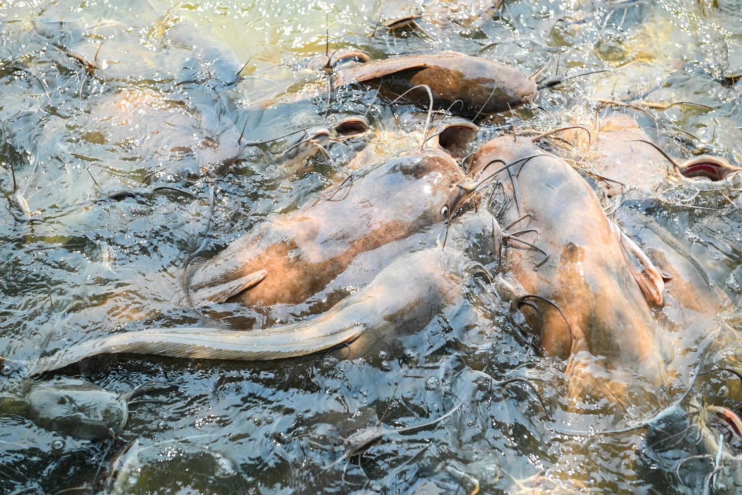 poisson-chat mangeant de la nourriture à la ferme de poissons-chats, nourrit de nombreux poissons d'eau douce agriculture aquaculture, poisson-chat flottant pour respirer sur l'eau du lac près de la rivière asiatique photo