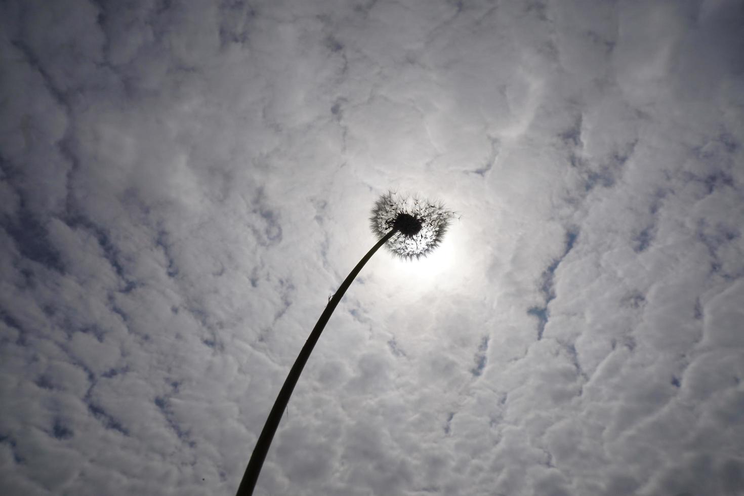 soleil, silhouette de la fleur de pissenlit avec graines et fond de ciel de nuages blancs. photo