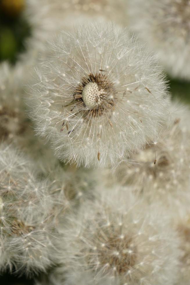 détail de la fleur de pissenlit avec des graines. photo