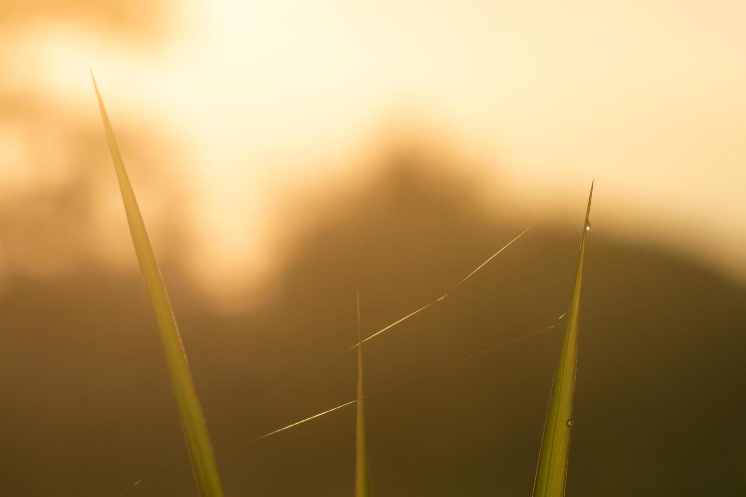 feuille d'herbe verte fraîche et toile d'araignée avec des gouttes de rosée sur fond de ciel de lever de soleil orange flou. gouttes d'eau ou goutte de pluie sur les feuilles d'herbe verte dans le jardin. feuilles d'herbe verte et lumière du soleil. fond naturel. photo