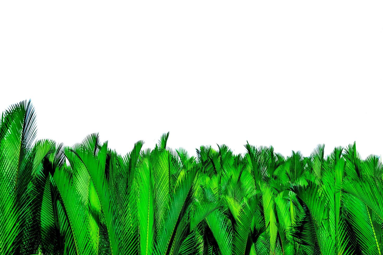 feuilles vertes de palmier isolés sur fond blanc. nypa fruticans wurmb nypa, palmier atap, palmier nipa, palmier de mangrove. feuille verte pour la décoration dans les produits biologiques. plante tropicale. feuille exotique verte. photo