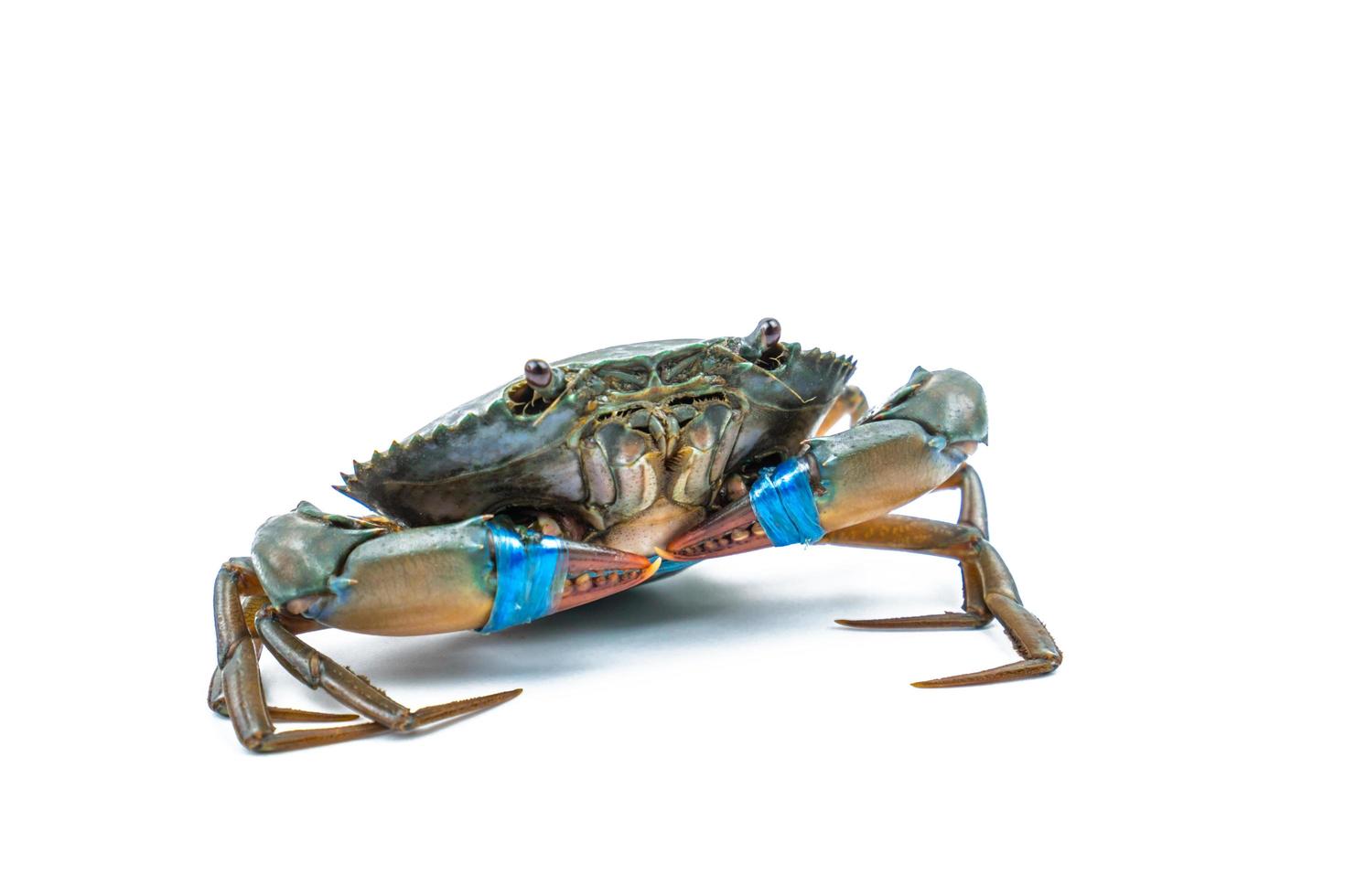 scylla serrata. crabe de boue isolé sur fond blanc avec espace de copie. matières premières pour le concept de restaurants de fruits de mer. photo