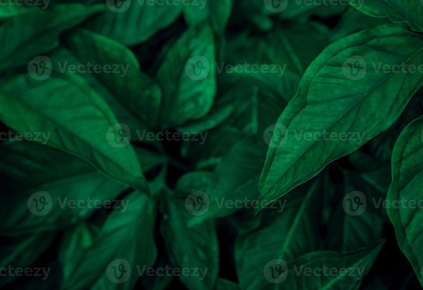 feuilles vert foncé dans le jardin. texture de feuille vert émeraude. abstrait de la nature. forêt tropicale. vue ci-dessus de feuilles vert foncé avec motif naturel. fond d'écran de plantes tropicales. verdure photo