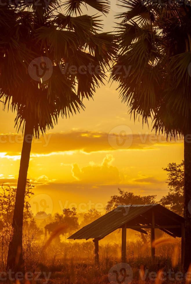 mise au point sélective sur la vieille cabane dans la forêt près du palmier à sucre le matin. ciel de lever de soleil doré et silhouette palmier à sucre et cabane en milieu rural. vue du pays. le lever du soleil brille de couleur jaune et orange. photo