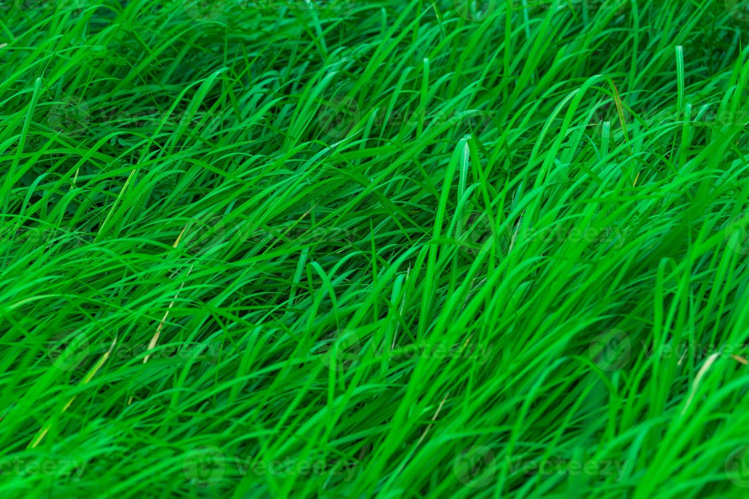 herbe verte avec de longues feuilles. fond de texture d'herbe de tiges vertes naturelles. fond organique et sain. arrière-plan pour produit cosmétique bio. photo