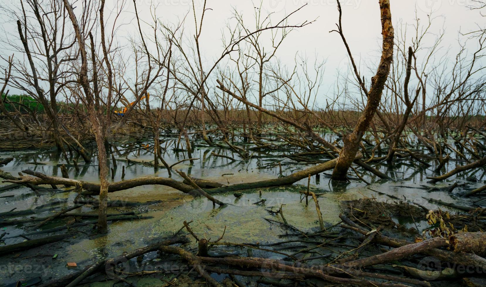 arbre mort dans la forêt inondée avec des eaux usées. crise environnementale due au changement climatique. catastrophe de la déforestation. arbre mort du problème du changement climatique. caractère triste. pelleteuse travaillant derrière des arbres morts. photo