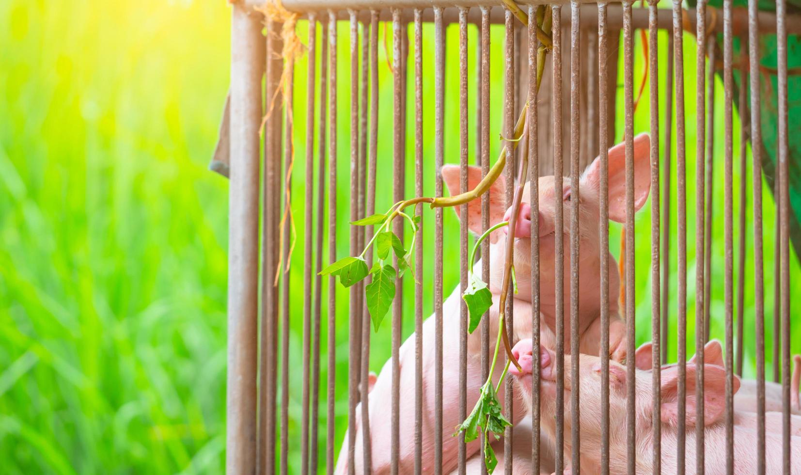 petit cochon dans la ferme. petit porcelet rose. concept de peste porcine africaine et de grippe porcine. l'élevage. industrie de la viande de porc. cochon sain et mignon dans une stalle ou une grange. animal mammifère. élevage porcin. photo