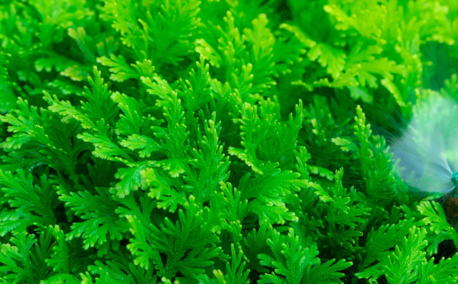 feuilles vertes de plantes ornementales arrosage par petit arroseur automatique de pelouse. système d'irrigation de jardin. éclaboussures d'eau sur les feuilles vertes fraîches le matin. entretien des gicleurs d'irrigation à domicile. photo