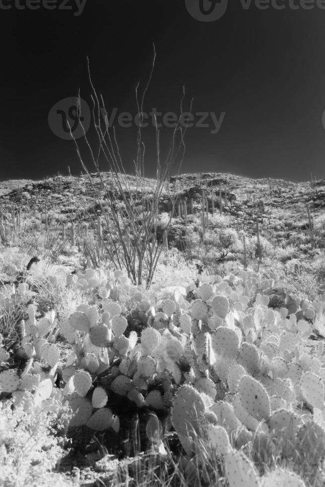 désert infrarouge photo