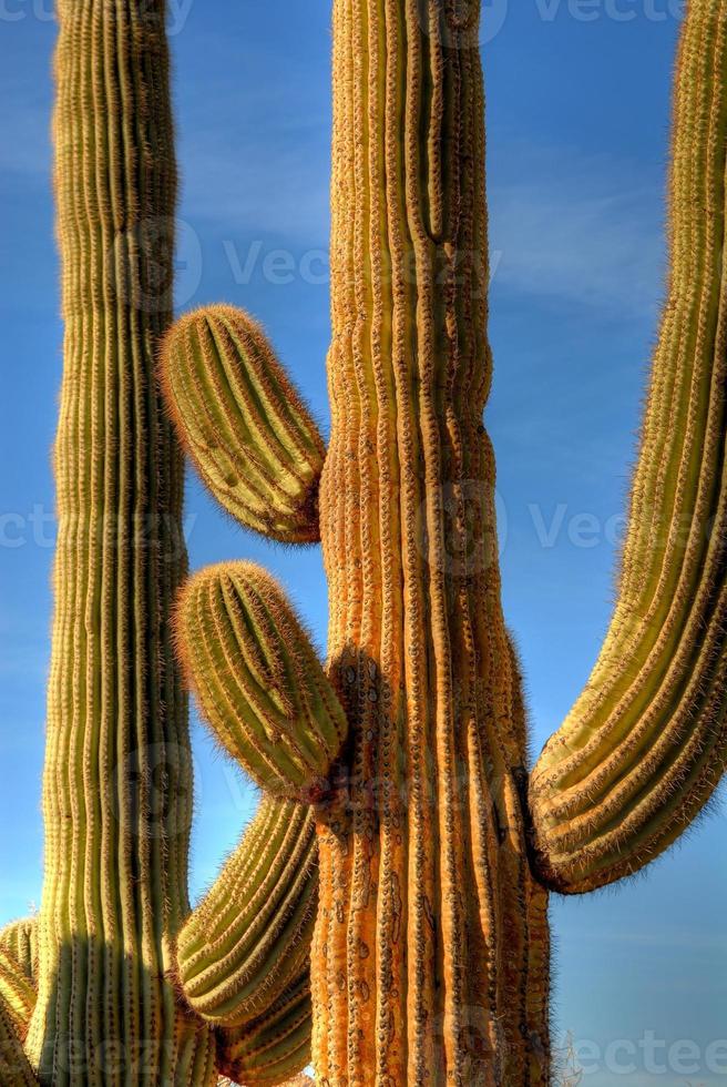 désert saguaro photo