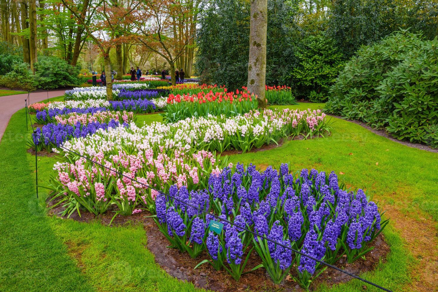 bulbes de jacinthes roses, violettes et blanches fraîches au début du  printemps. Parterre de jacinthes dans le parc de Keukenhof, lisse,  Hollande, Pays-Bas 7782790 Banque de photos