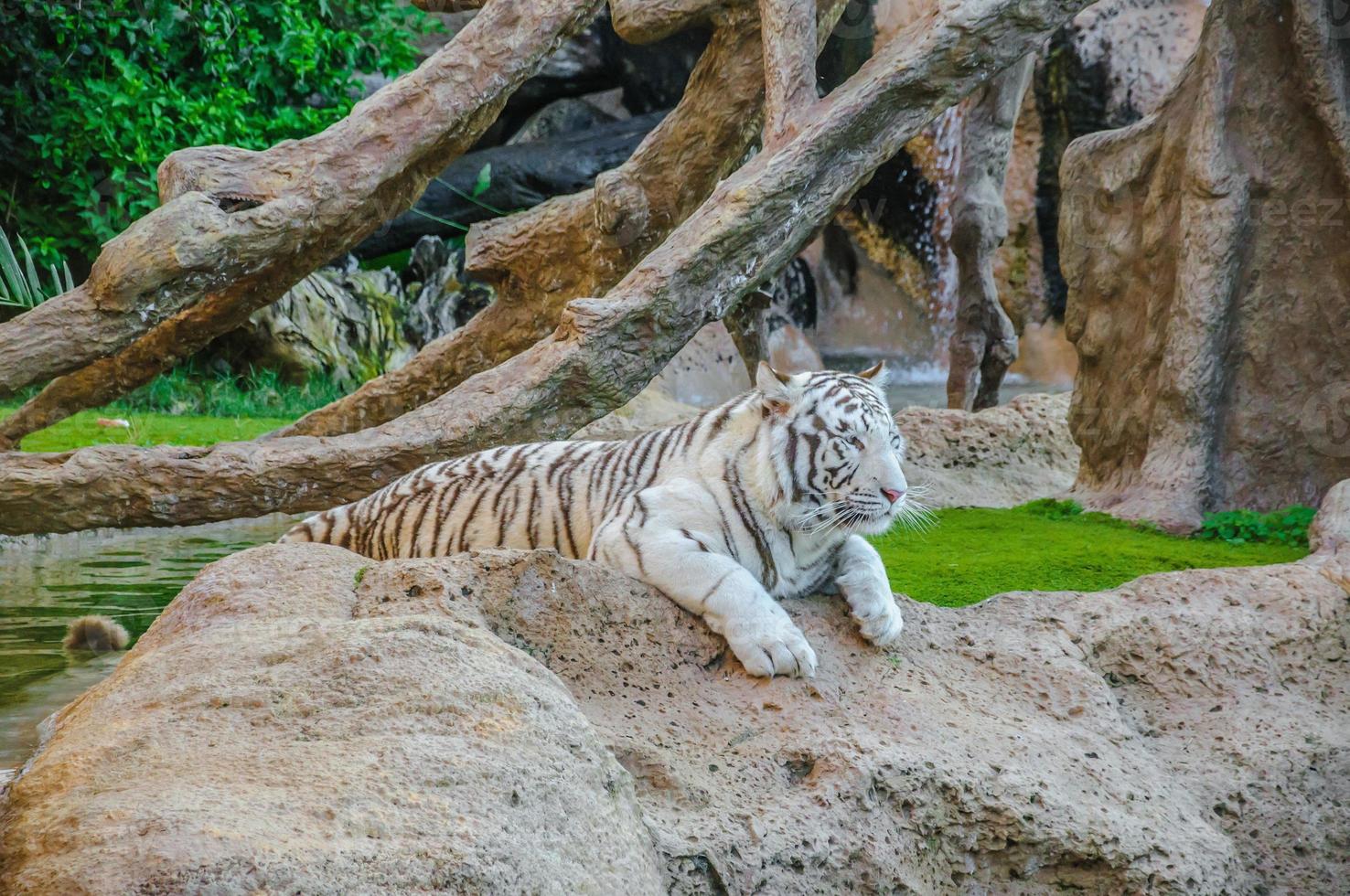 tigre blanc du bengale à loro parque, tenerife, îles canaries. photo