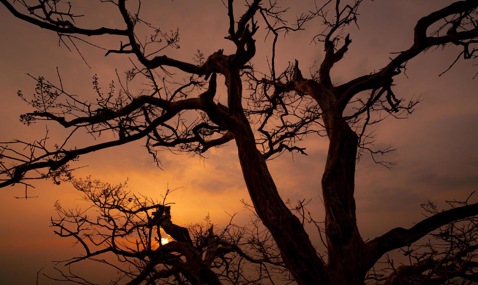 belle silhouette arbre sans feuilles et ciel coucher de soleil. scène calme et paisible du soleil et du ciel sombre au coucher du soleil avec un motif de branches de beauté. saison d'automne avec une nature tranquille. beauté dans la nature. photo