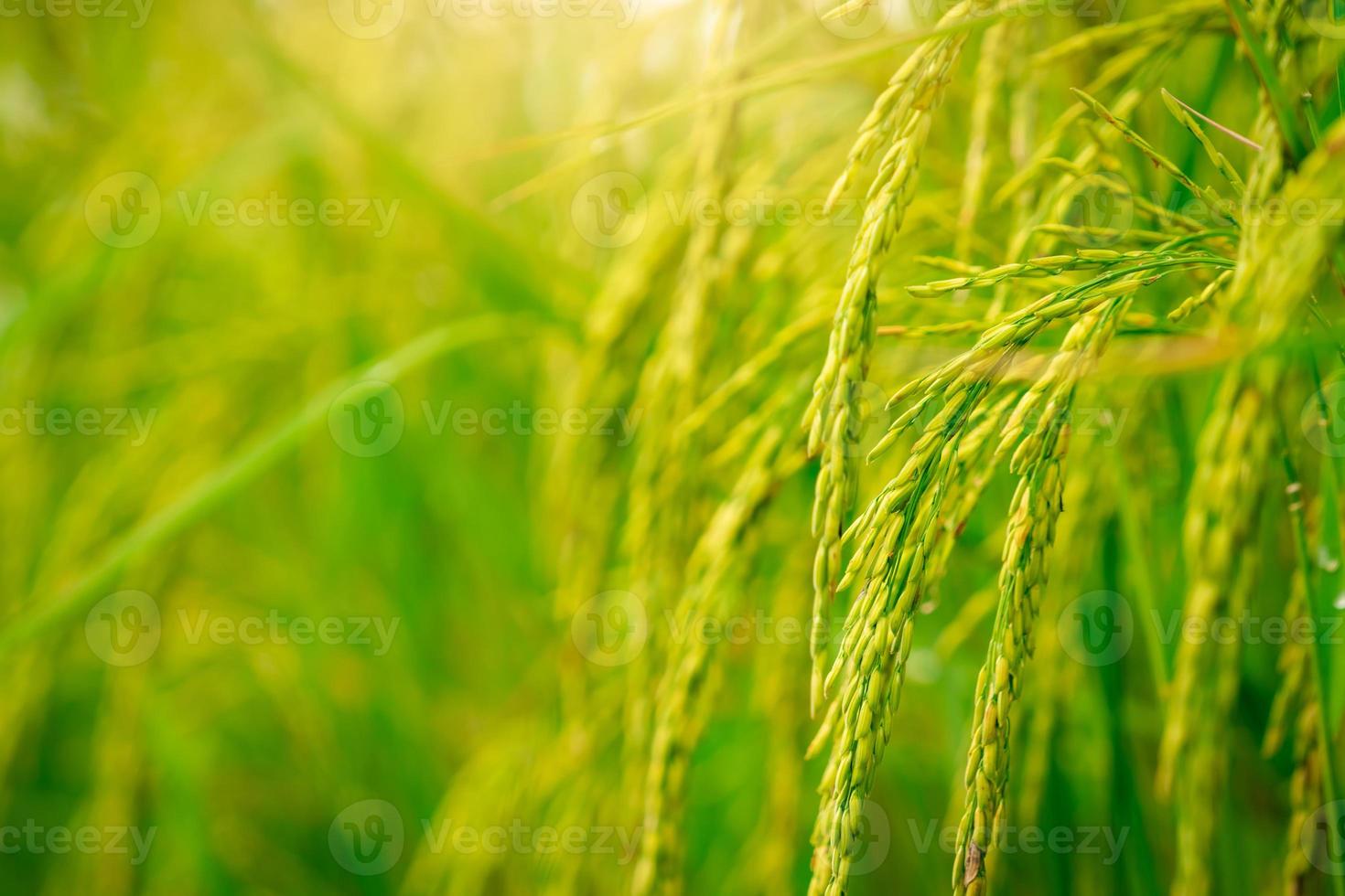 mise au point sélective sur l'oreille de riz. rizière verte. plantation de riz. ferme de riz biologique en asie. prix du riz dans le concept du marché mondial. belle nature de terres agricoles. rizière. culture des plantes. photo