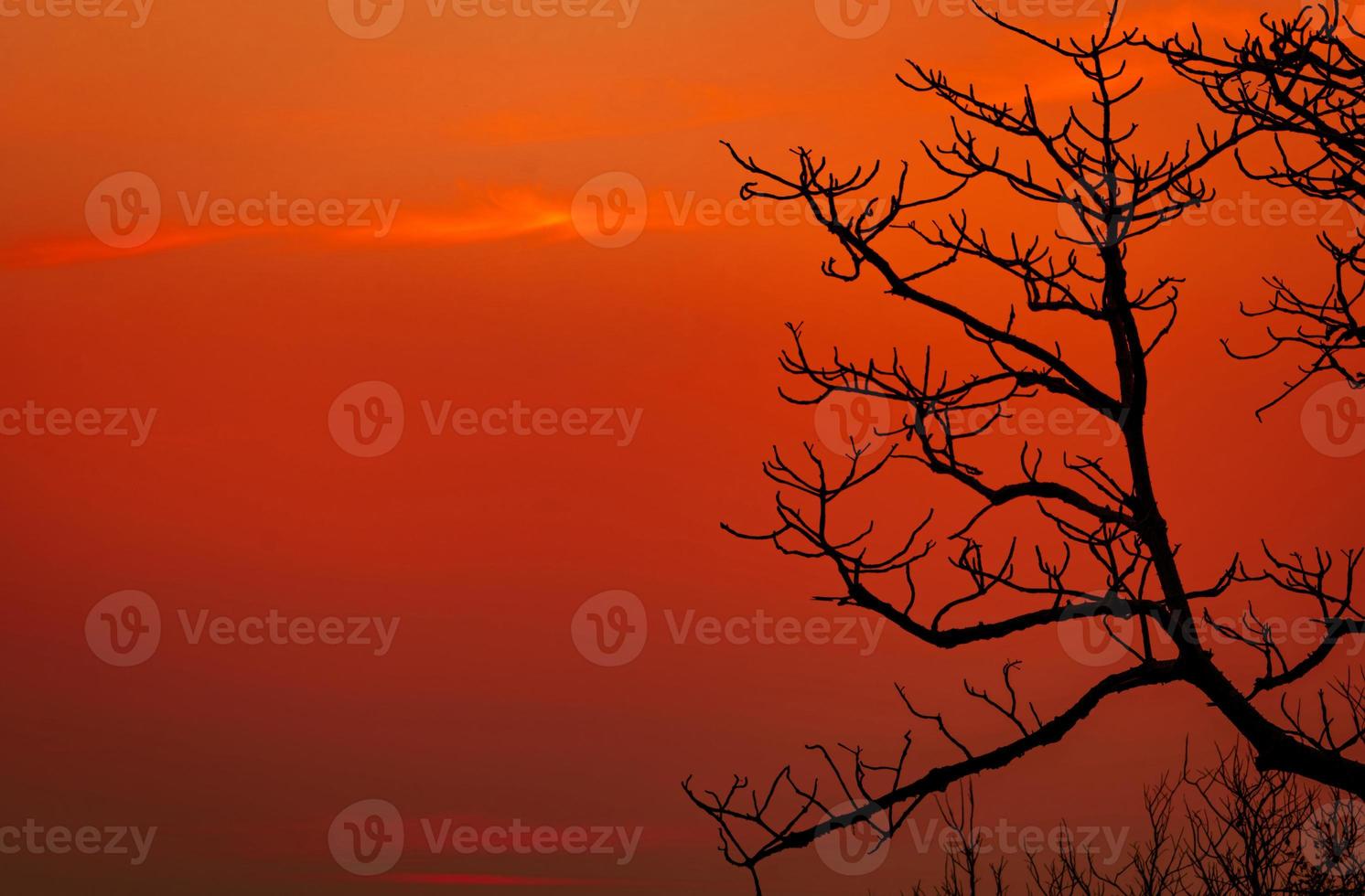 silhouette arbre sans feuilles et ciel coucher de soleil. arbre mort sur fond de ciel coucher de soleil rouge. scène romantique et tranquille. beau motif de branches. paysage naturel. arrière-plan abstrait paisible et tranquille. photo
