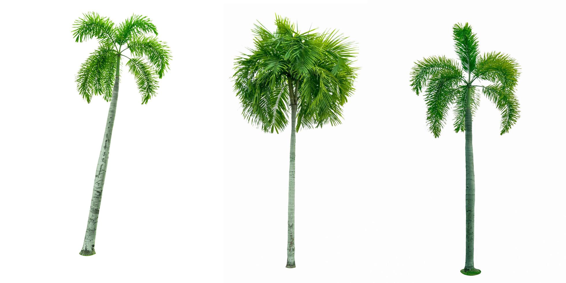 palmier de manille, palmier de noël veitchia merrillii isolé sur fond blanc. utilisé pour la publicité de l'architecture décorative. concept d'été et de plage. photo