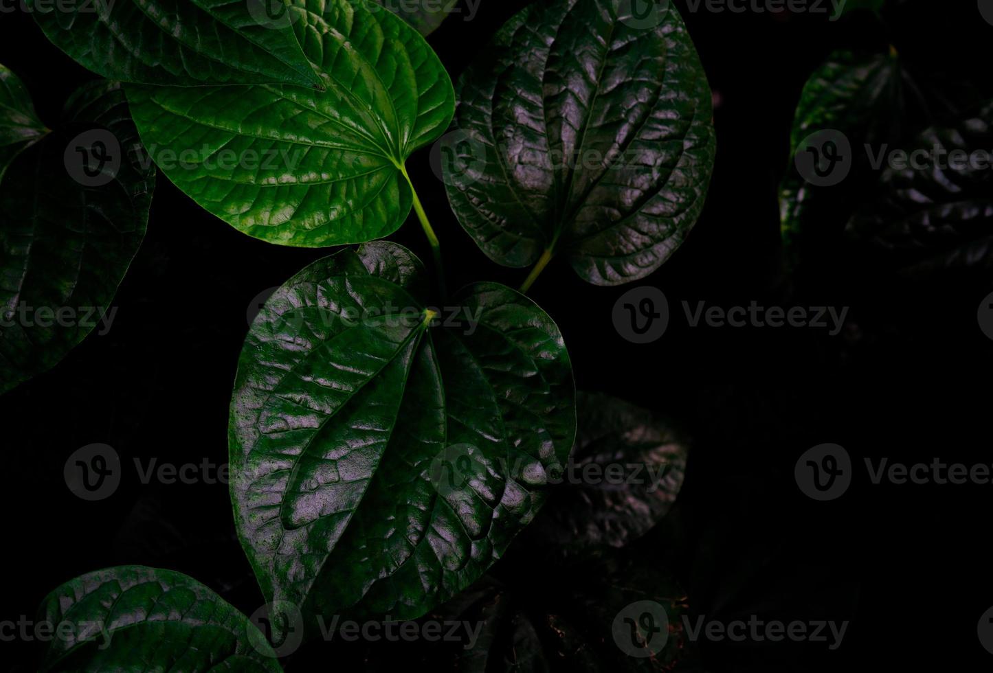 vue de dessus de wildbetal leafbush piper sarmentosum roxb. fond de texture de feuilles vertes. phytothérapie. source naturelle de calcium alimentaire à partir de feuilles d'herbes. feuilles vertes dans la jungle pour le concept organique photo