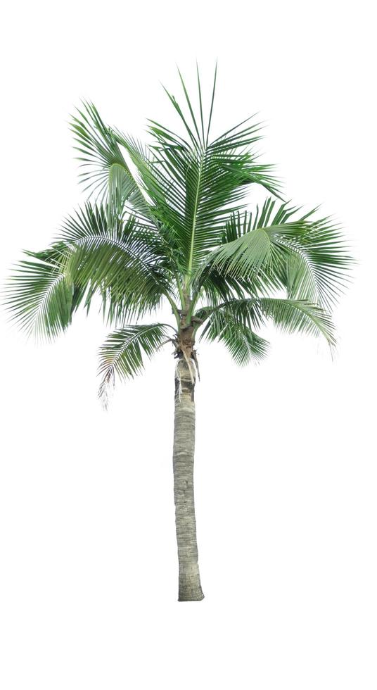 cocotier isolé sur fond blanc utilisé pour la publicité de l'architecture décorative. concept de plage d'été et de paradis. cocotier tropical isolé. palmier aux feuilles vertes en été. photo