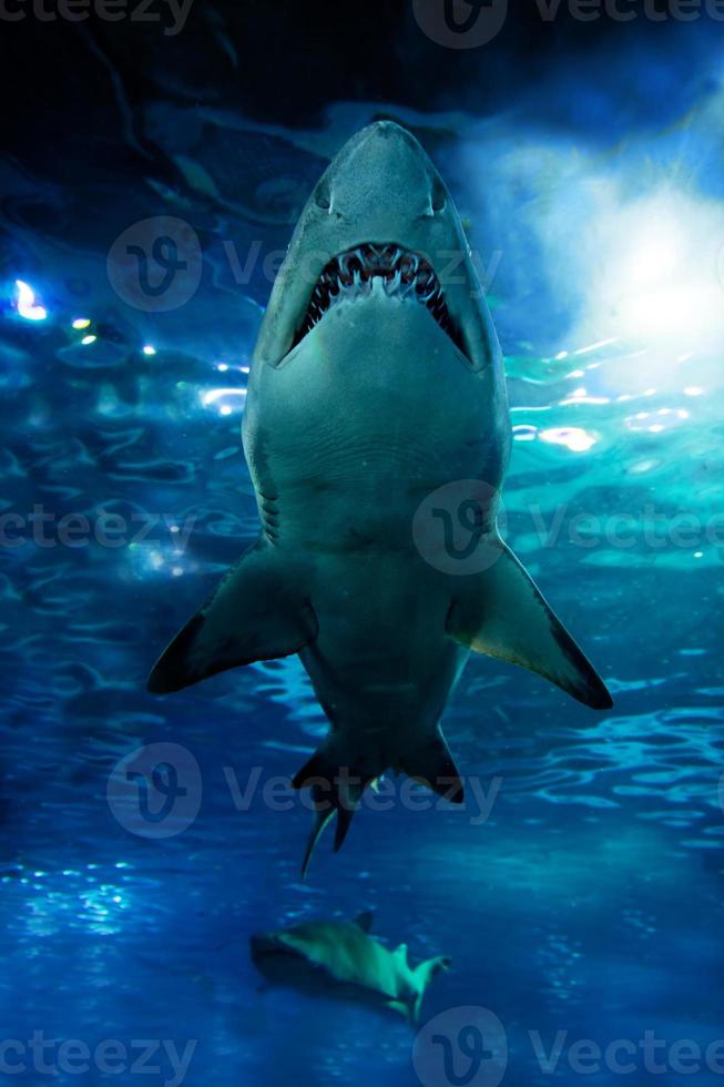 silhouette de requin sous l'eau photo