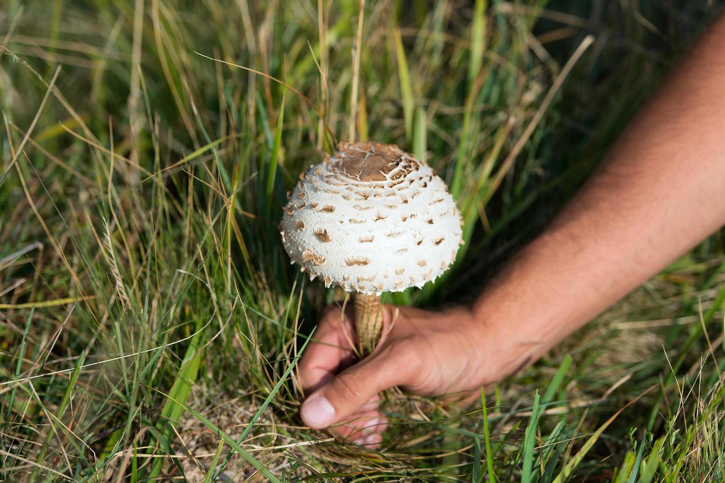 main arrachée au sol champignon baguette de tambour photo