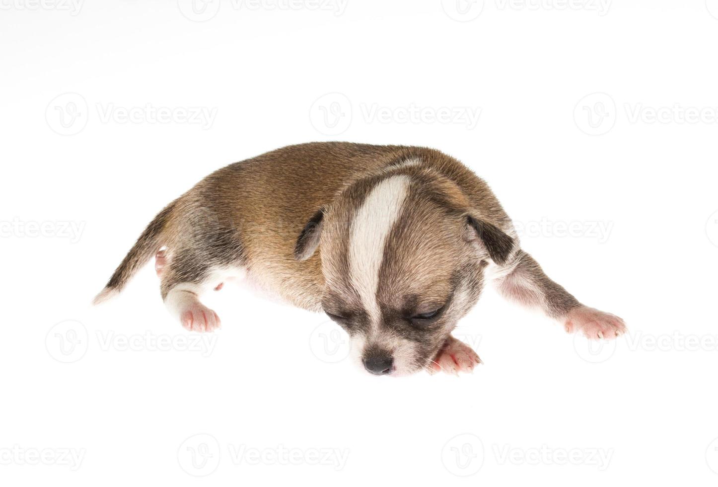 Funny chiot chihuahua pose sur un fond blanc photo