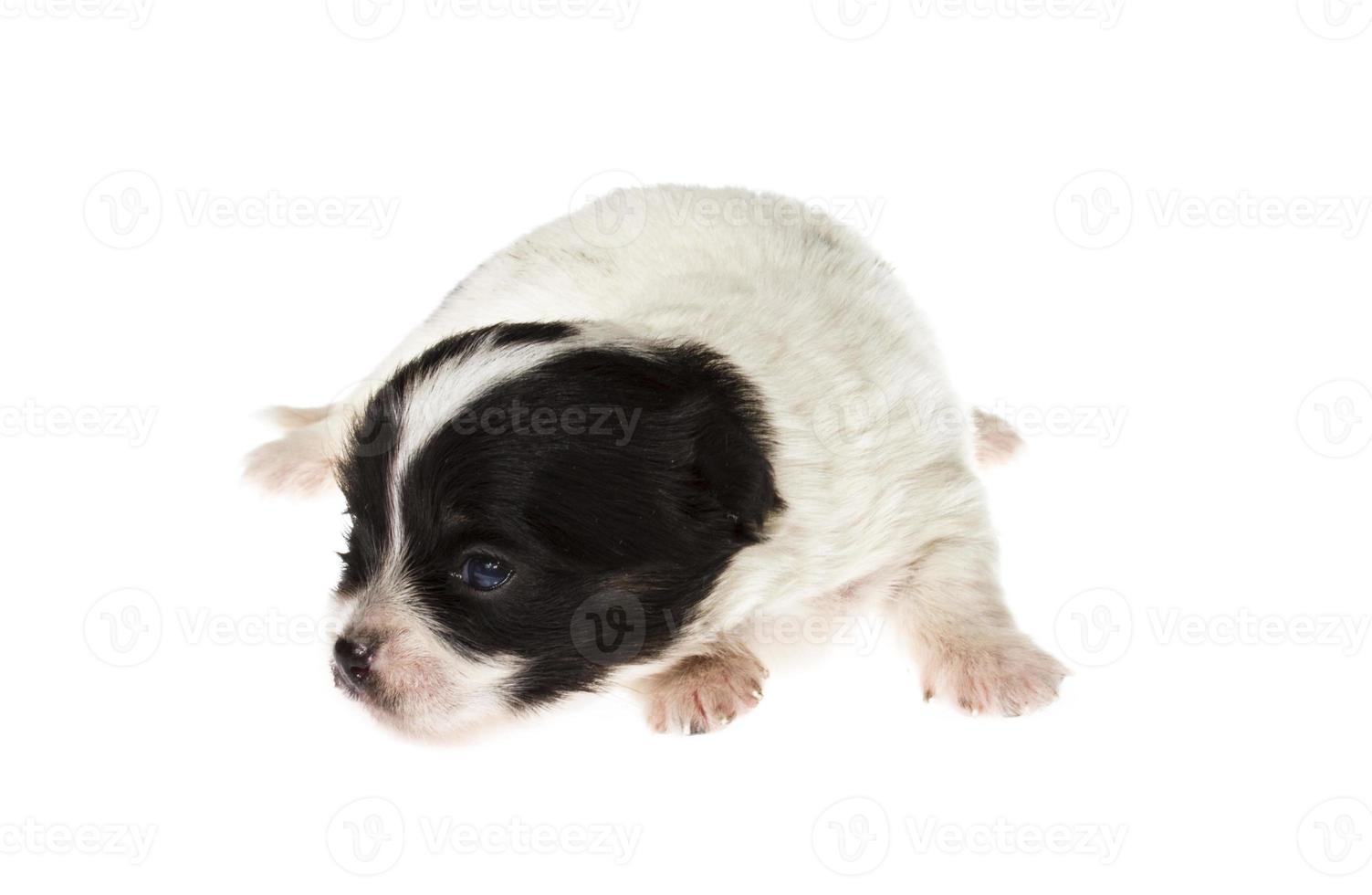 Funny chiot chihuahua pose sur un fond blanc photo